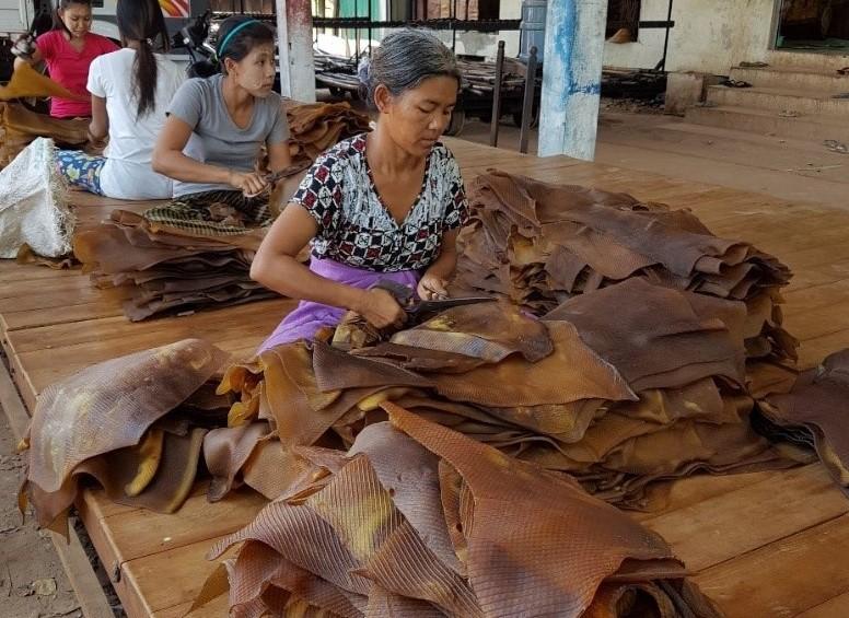 Contrôle manuel de chaque feuille de caoutchouc avant la vente par l’élimination des impuretés dans une usine de l’Etat de Mon © B. Chambon, Cirad